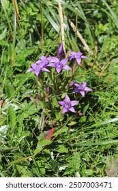 Image result for Gentianaceae