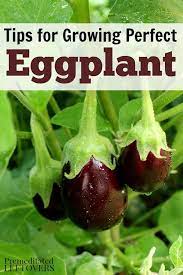 How To Grow Eggplant Organic Gardening Tips Growing Eggplant Organic Vegetable Garden