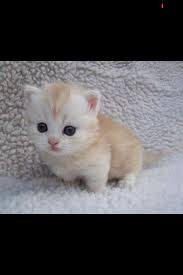 Our scottish fold munchkin kittens, or scottish kilts, are bred with persian, himalayan, and siamese bloodlines. Baby Munchkin Cute Baby Animals Cute Cartoon Animals Kitten Pictures