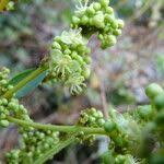 Image result for Lepisanthes senegalensis