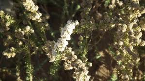 Image result for Selago dinteri