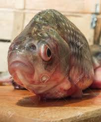Raw Fish Carp On A Kitchen Cutting Board Fish With Red Eyes Stock Photo Picture And Royalty Free Image Image 66537822 To find the carp with red eyes for doujun in sekiro, you have to go back to the water mill sculptors idol in mibu village, in the ashina depths region. raw fish carp on a kitchen cutting board fish with red eyes