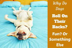 Kneel beside your dog and hold a small, yummy treat to the side of his head near his nose. Why Do Dogs Roll On Their Backs Fun Or Something Else