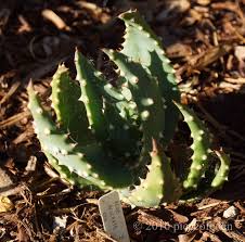 Image result for Aloe cameronii × greatheadii
