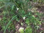 Image result for Dalechampia capensis
