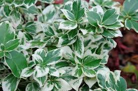 Image result for Euonymus fortunei
