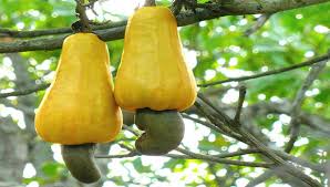 Cashew: A hard nut to crack this Covid season | KochiPost
