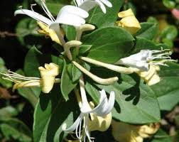 Image result for Lonicera confusa