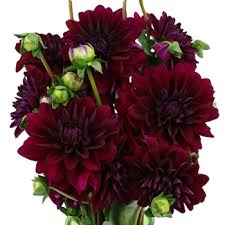 Burgundy Berry Dahlia Flower Fiftyflowers Com Sarah shows you how to make a beautiful arrangement using the sublime dark dahlia collection, atriplex, mollucella, dill and tithonia. burgundy berry dahlia flower