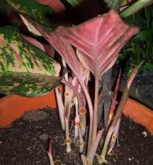 Ingin Tanaman Aglaonema Anda Cepat Beranak Ikuti Trik Ini Bertaniorganik Com
