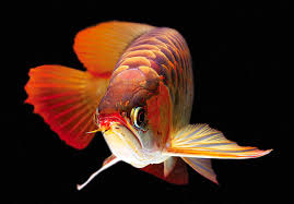 Memelihara ikan arwana itu tidak hanya kita menjaga dari kondisi luarnya saja, seperti kolam, atau memperhatikan ciri fisik ikan arwana. Jatuh Cinta Karena Merahnya Ikan Arwana Super Red