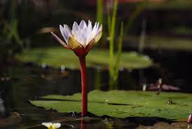 Image result for Nymphaea heudelotii