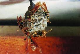 Paper Wasps Yellowjackets And Other Stinging Wasps Oklahoma State University