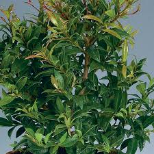 Image result for Eugenia