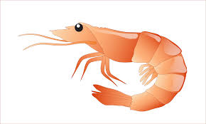 Lengkap cocok anda gunakan untuk wallpaper laptop, smartphone dan db bbm lucu terbaru. Udang Png