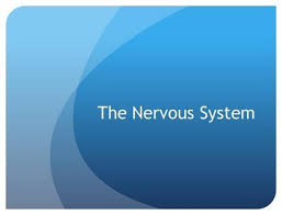 The Nervous System Functions Of The Nervous System Respond To Internal And External Stimuli Transmit Ne Autonomic Nervous System Sensory Nerves Nervous System