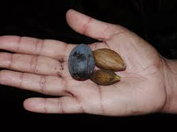 Image result for Canarium