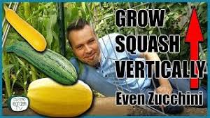 Surprisingly, you can learn how to use a zucchini trellis to conserve space and keep your plants healthy. Grow Squash Vertically Even Zucchini Complete Guide Youtube