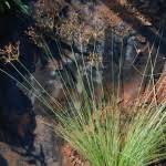 Image result for Ascolepis capensis