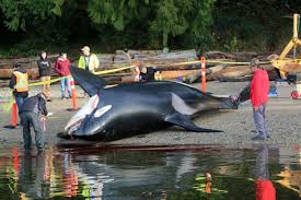 See tripadvisor's 19,494 traveler reviews and photos of orcas island tourist attractions. What S Killing Killer Whales Pathology Reports On More Than 50 Killer Whales In The Northeast Pacific And Hawaii