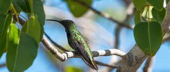 Bilder von der hinteren befestigung gibts wenn ich sie gebaut habe. Kolibris Sind Wahre Flugkunstler Mit Spitzenleistungen Amazonas De
