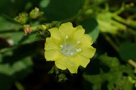 Image result for Xenostegia medium