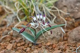 Image result for Ornithoglossum