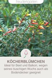 Kocherblumchen Pflanzen Bienenfreundlicher Garten Pflegeleichte Pflanzen