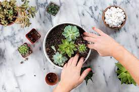Maybe you would like to learn more about one of these? Tips For How To Grow Succulents