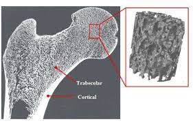 It provides a basic framework in form of skeleton on which everything is else is laid on and anchored to. Cross Section Of Human Femur Showing Trabecular And Cortical Bone From Download Scientific Diagram