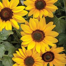 Aesthetic Black And Yellow Flowers Suncredible Yellow Sunflower Helianthus Hybrid Proven Winners Yellow Sunflower Yellow Flowers Sunflower Wallpaper
