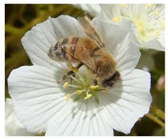 Molecules Free Full Text Potential Risk To Pollinators From Nanotechnology Based Pesticides Html