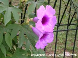 Image result for Ipomoea mauritiana