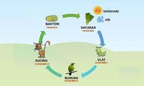 Rantai Makanan Pengertian Gambar Jaring Jaring Dan Contoh