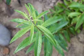 Image result for Aloysia citrodora