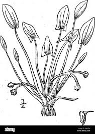 Image result for Lophiocarpus