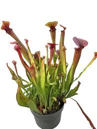 Image result for Ceropegia rendallii