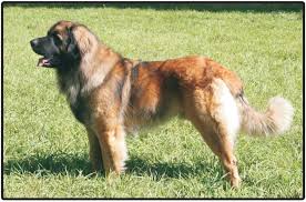 Maybe you would like to learn more about one of these? Leonberger Prodaja Pasa I Stenaca In 2021 Leonberger Dog Breeds Largest Dog Breeds
