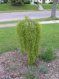 Check spelling or type a new query. Pin On Individual Trees And Shrubs