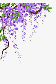 Pansies and johnny jump ups (violas). Wisteria Vines Picture Material Wisteria Flower Vine Flowers Png Transparent Clipart Image And Psd File For Free Download Purple Flowers Wallpaper Cool Art Drawings Vine Drawing