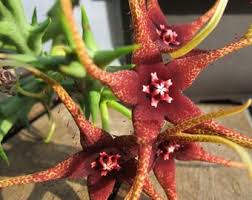 Image result for Orbea caudata