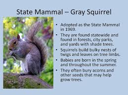 21, 1789 (12) state symbols tree: North Carolina State Symbols Ppt Download