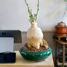 Image result for Pyrenacantha