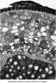 Image result for Ormocarpum schliebenii