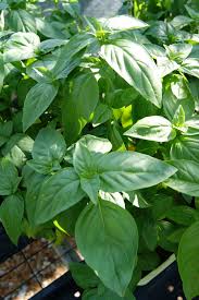 Image result for Ocimum natalense