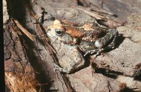 Image result for Lepidagathis lanatoglabra