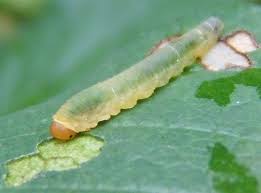 Potted rose plants are advised to be kept in. Rose Insect Pest Alert The Roseslug Sawfly Hymenoptera Tenthredinidae Ecological Landscape Alliance