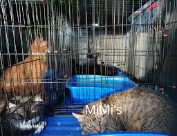 Maybe you would like to learn more about one of these? Pets Delivery Agency