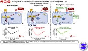 Best deals and discounts on the latest products. Pge2 Deficiency Predisposes To Anaphylaxis By Causing Mast Cell Hyperresponsiveness Journal Of Allergy And Clinical Immunology
