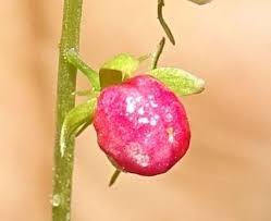 Image result for Erythroxylum platycladum